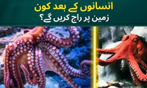 Life Without Humans : How Octopuses Might Dominate a Post-Human World